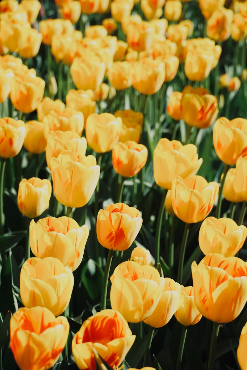 Yellow tulips bloom in a vibrant field.